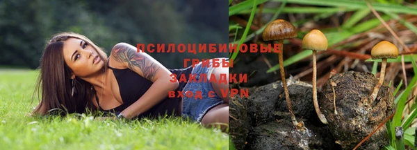 стаф Кущёвская